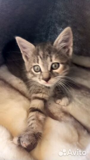 Кошка в дар