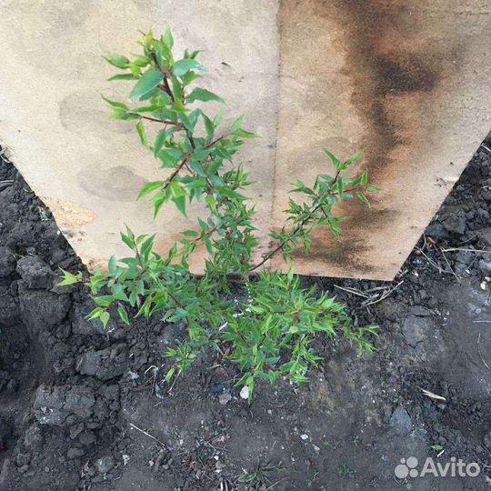 Саженец Абрикоса