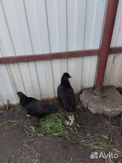 Курочки и петушки