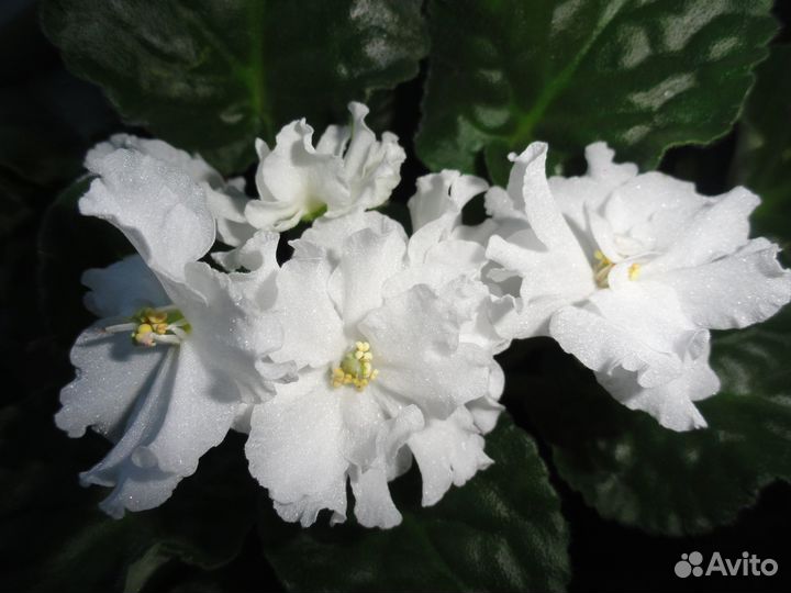 Лист фиалки белой для разведения