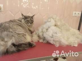 Груминг собак и кошек/передержка кошек,любой район