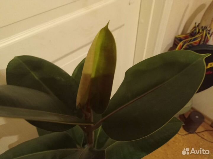 Фикус каучуконосный -106 см
