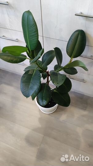 Замиокулькас черный равен. Фикус. Драцена. Кротон