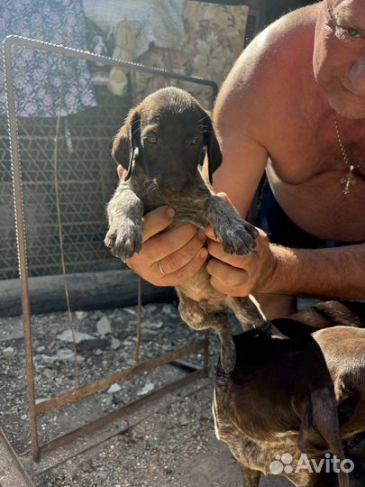 Охотничьи собаки щенки