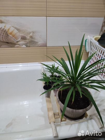 Пальма кордилина