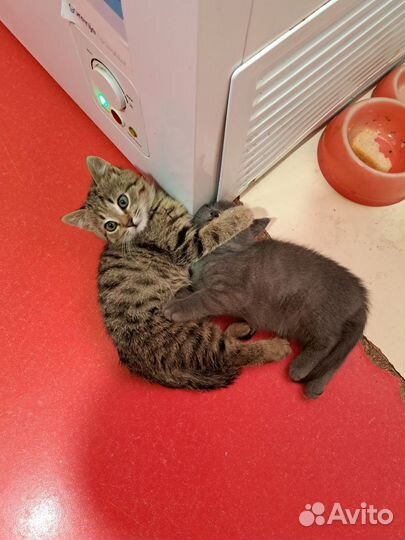 Кошка в дар