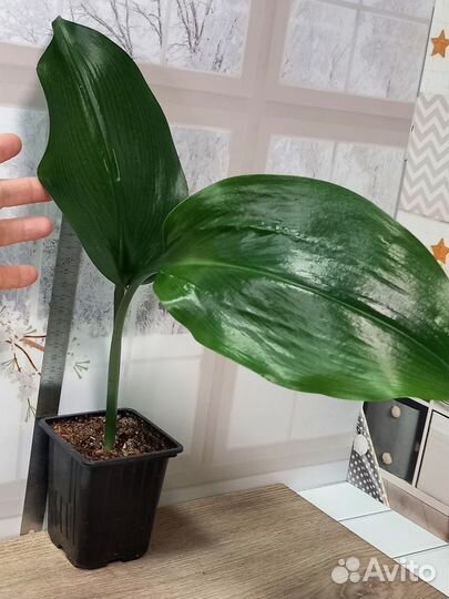 Комнатные цветы, каучуконосный, эухарис