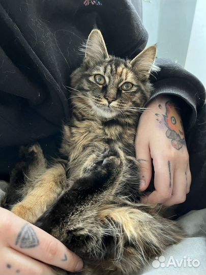 Передержка собак и кошек