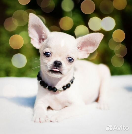 Щенки Чихуахуа РКФ
