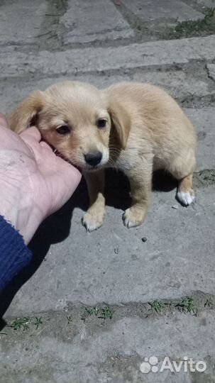 Щенок в добрые руки бесплатно маленькая порода