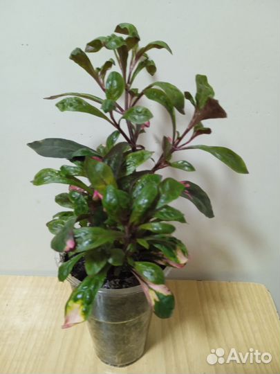 Альтернатера