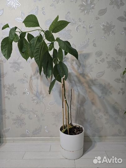 Авокадо растение