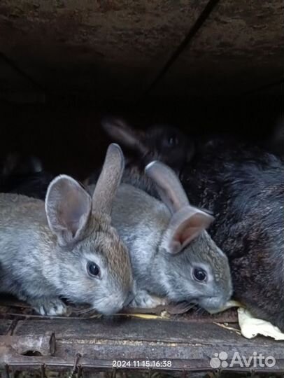 Молодняк кролики