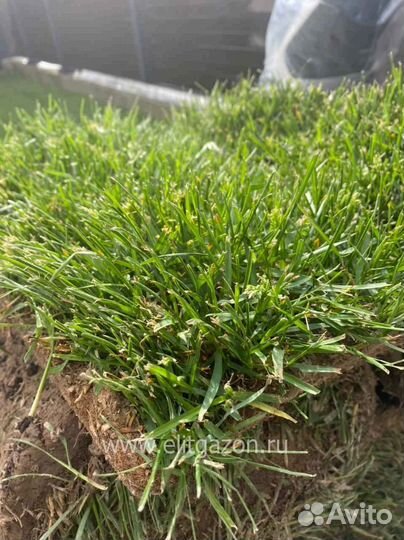 Рулонный газон стандартный