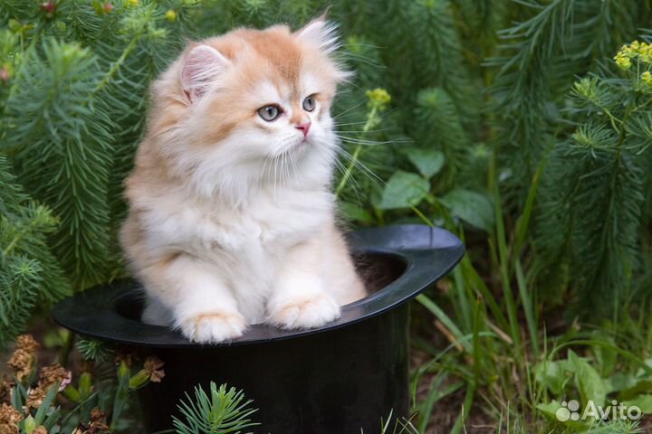 Чистое золото