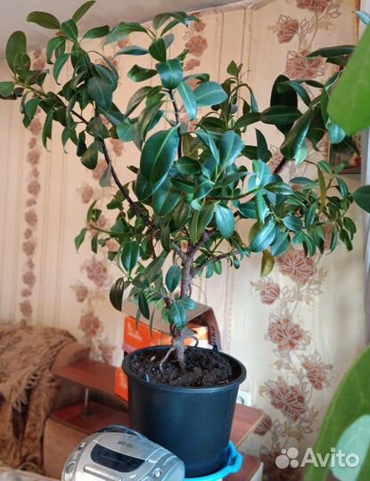 Комнатные растения цветы большие для офисов