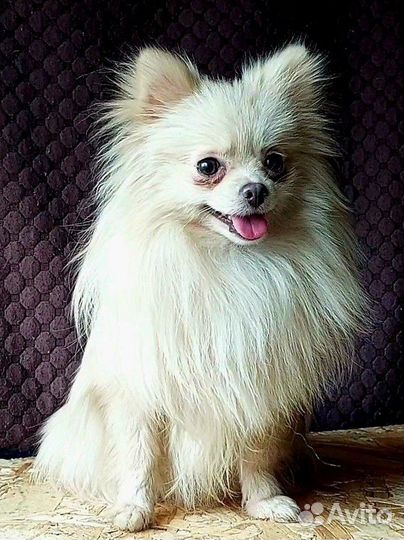 Померанский шпиц мини
