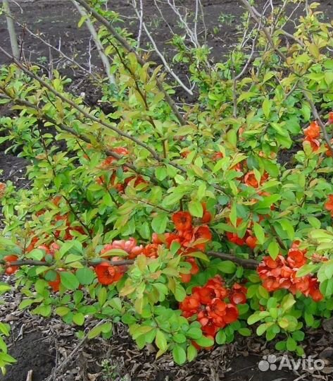 Айва японская (хеномелес), 2-летка, окс