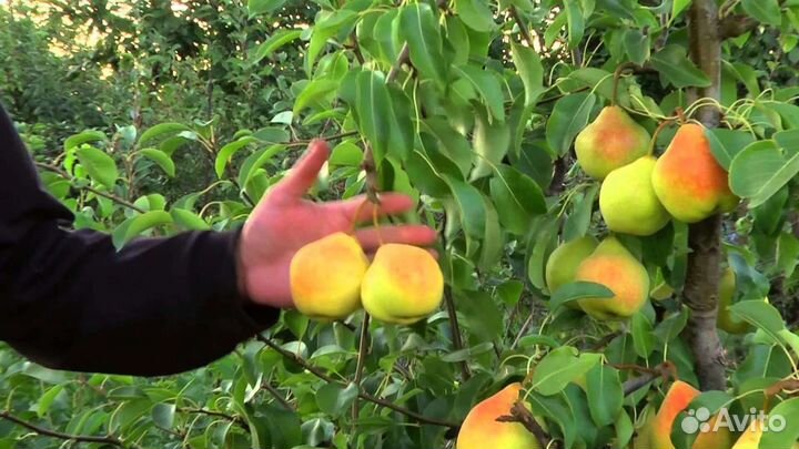 Груша Память Яковлева