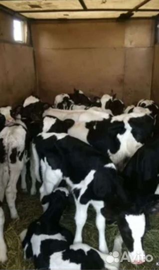 Телята бычки