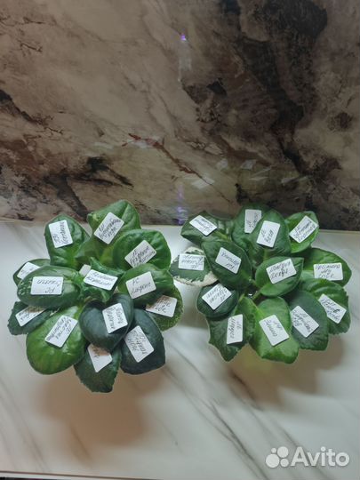 Сортовые фиалки