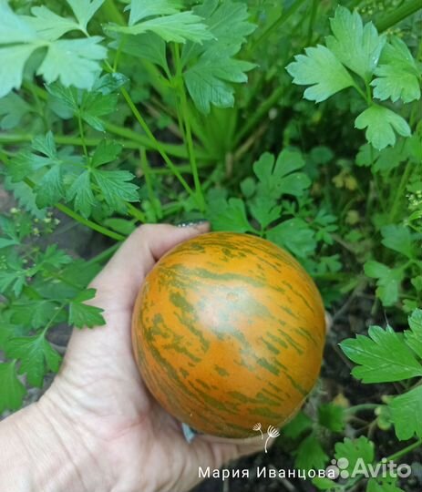 Семена коллекционных сортов томатов