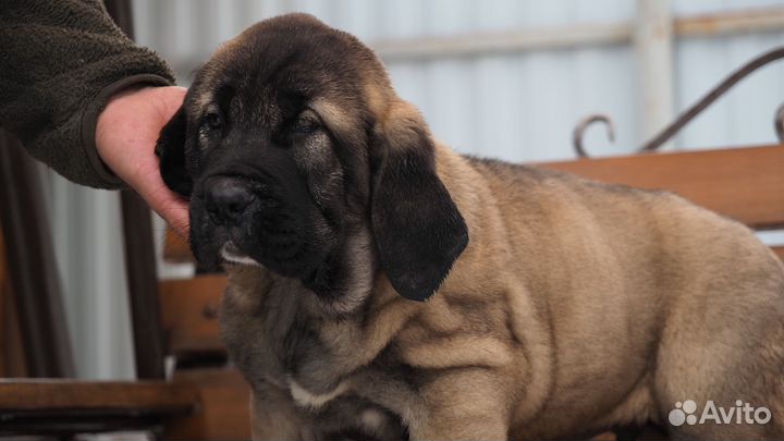 Мастиф(испанский)