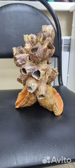 Уникальный подарок для рыбака