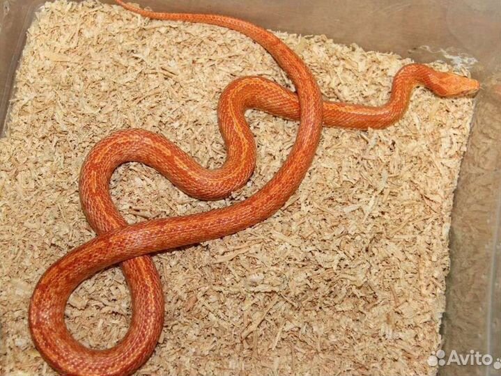 Маисовый полоз самка Файр Тессера с террариумом