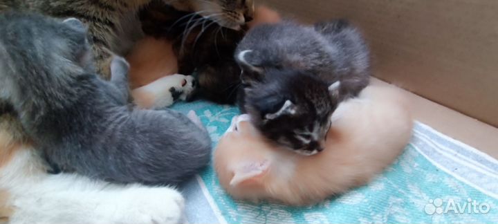 Британские котята мышеловки