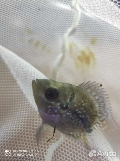 Попугай жемчужный 3-4 см Аквариумные рыбки