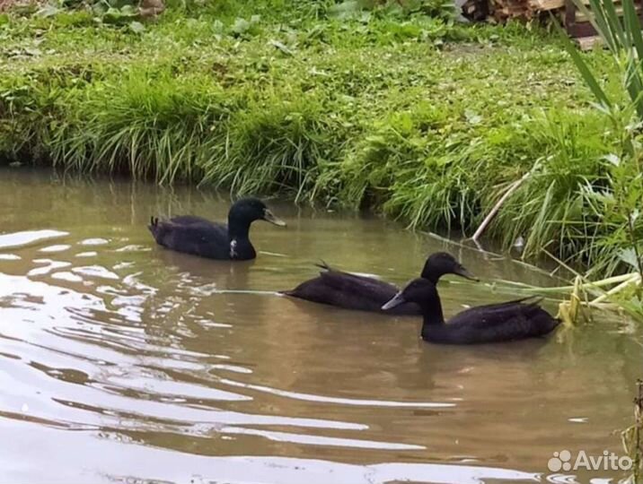Семья индийских бегунков