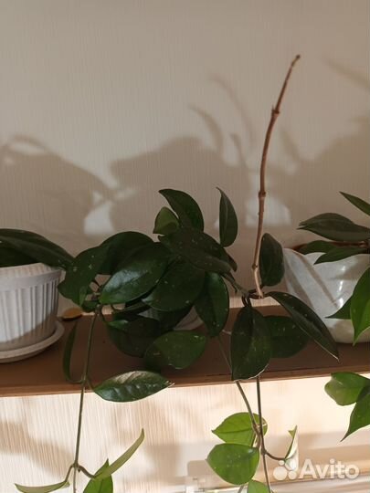 Хойя Карноза, Tsangii, Sigilatis,Белла