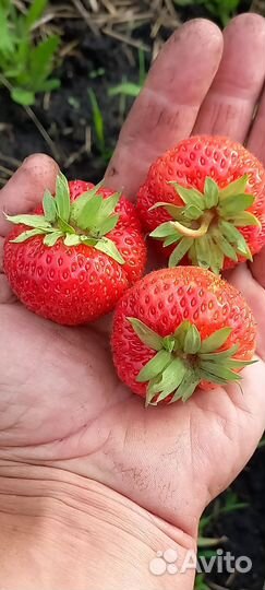 Рассада Клубники зкс