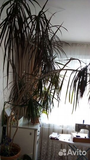 Комнатные растения