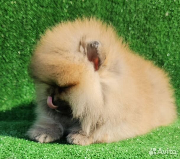 Померанский шпиц