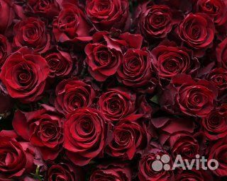 Букет из 151 красной розы 70-80 см (Эквадор)