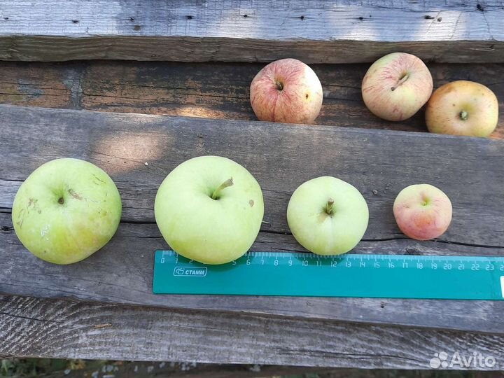 Яблоки