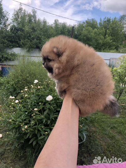 Красотульки померанцы
