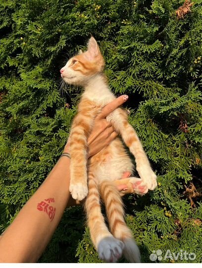 Рыжий лучик