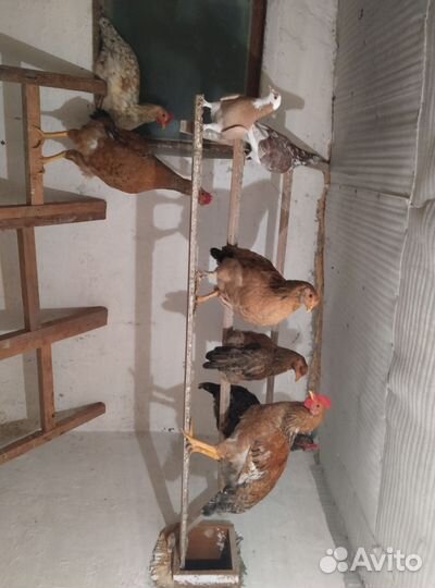 Продам петушков
