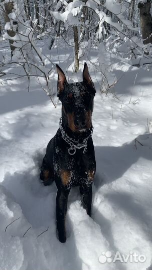 Доберман для фотосессии