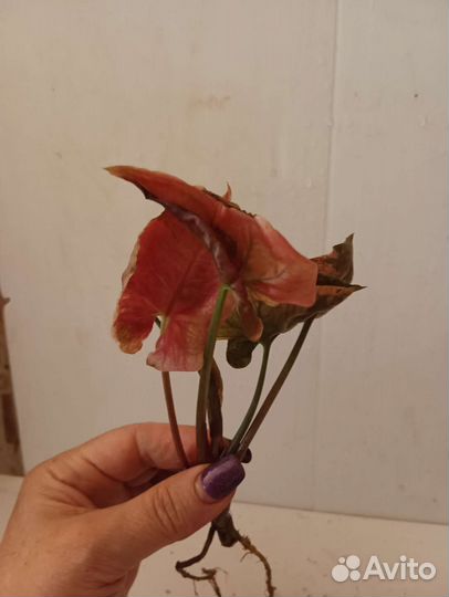 Сингониумы