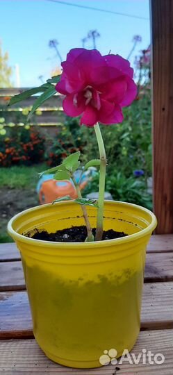 Фуксии, бегония, бальзамин