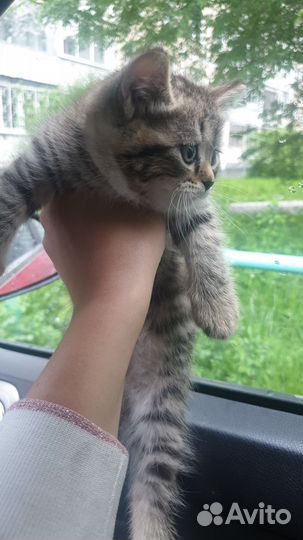 Котенок британец, девочка