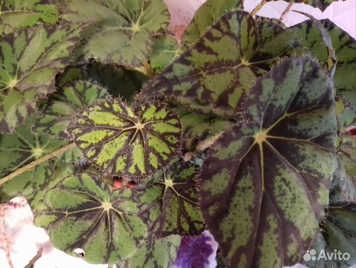 Бегония в балконном ящике