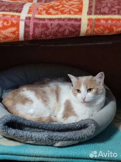 Кошечка Зайка в поисках дома