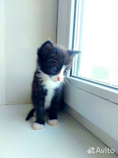 Котенок бесплатно