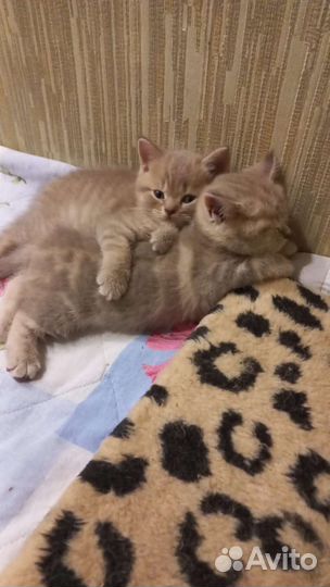 Шотландские котята