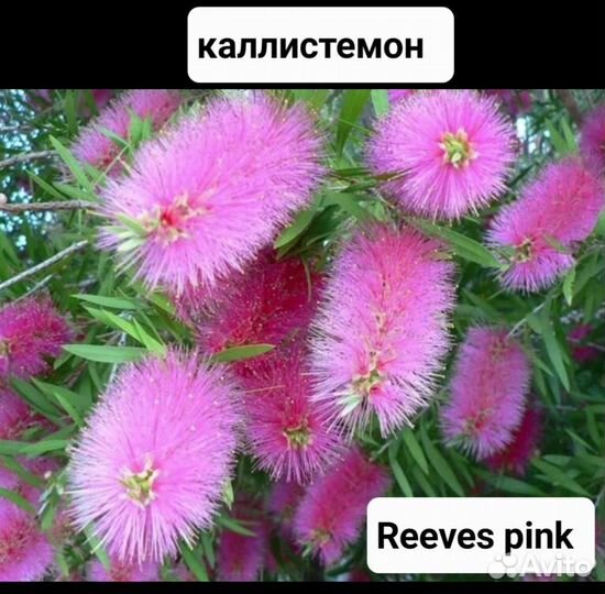 Каллистемон вечнозелёный кустарник